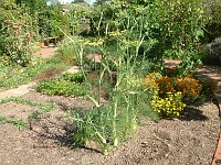 Cook's garden